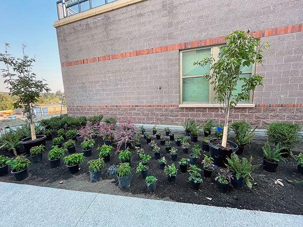 plants in pots sit on top of soil in front of a brick building