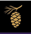 Golden pinecone with black square background. 
